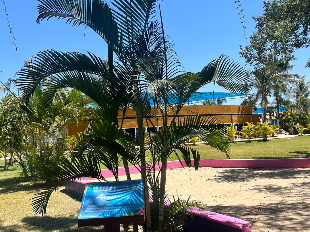 Dolphin Discovery Puerto Vallarta-新瓦雅塔必去景点