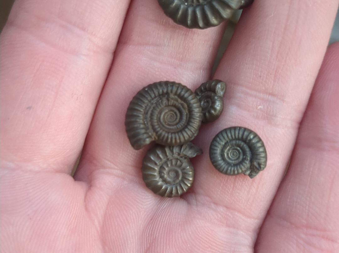 Jurassic Coast Guides-Charmouth必去景点