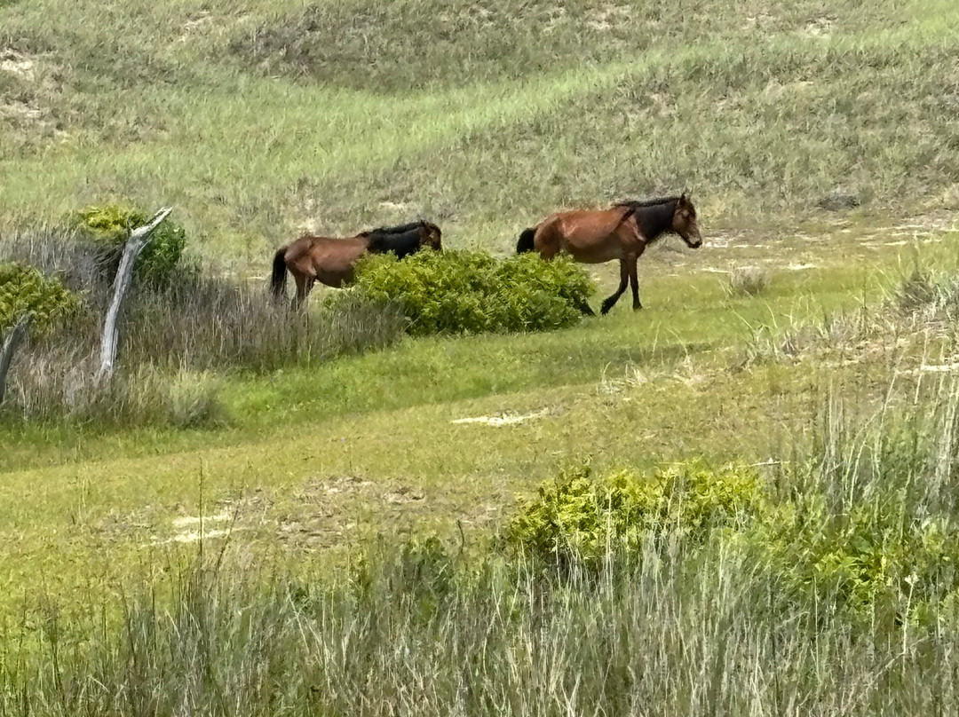 H2O Captain Eco-Tour Private Boat Excursions-莫尔黑德城必去景点