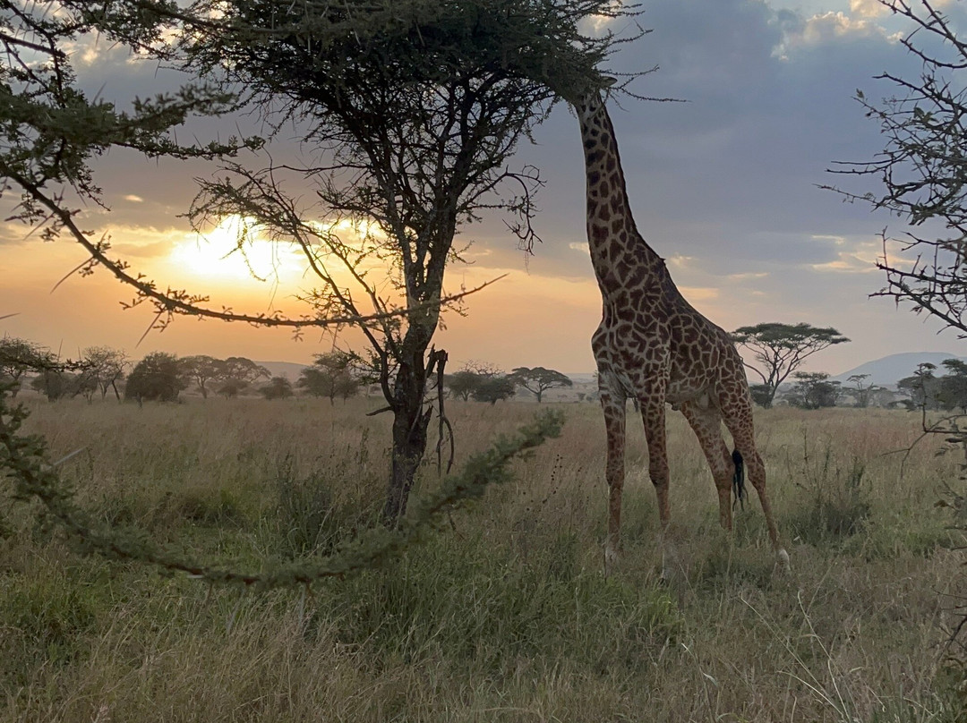 PROCEEDING ADVENTURES LIMITED-Marangu必去景点