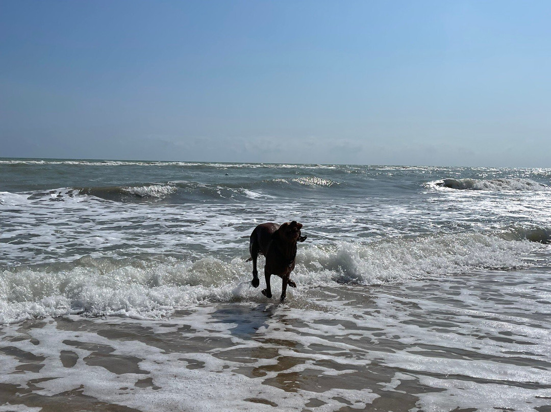 Scoby Doo Beach - Stabilimento Balneare Per Cani-塞尼加利亚必去景点