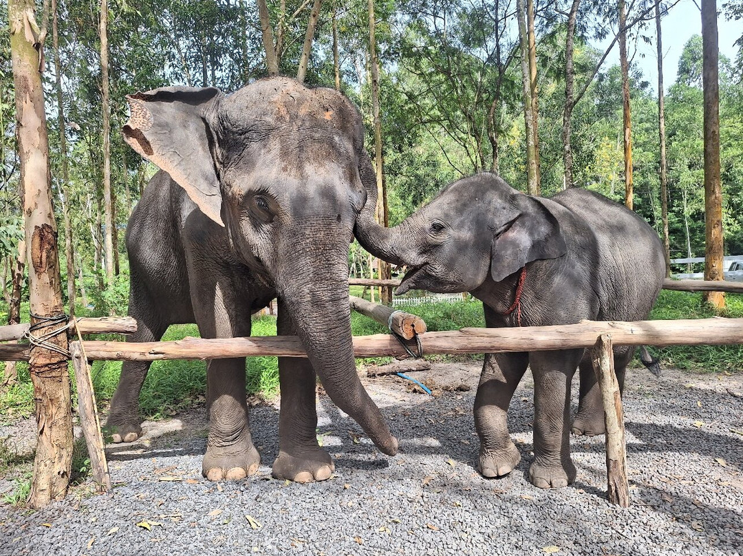 Elephant Care Park​ Phuket​-呈塔累必去景点