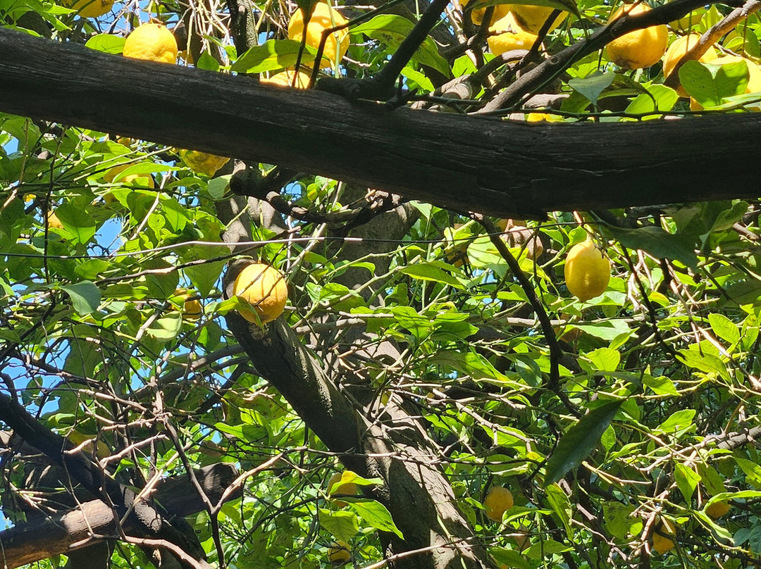 Il Giardino Di Tonia Bed&garden主图