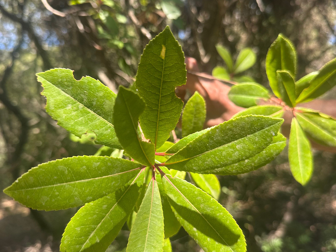 The Cypress Trail-菲斯卡尔宗必去景点