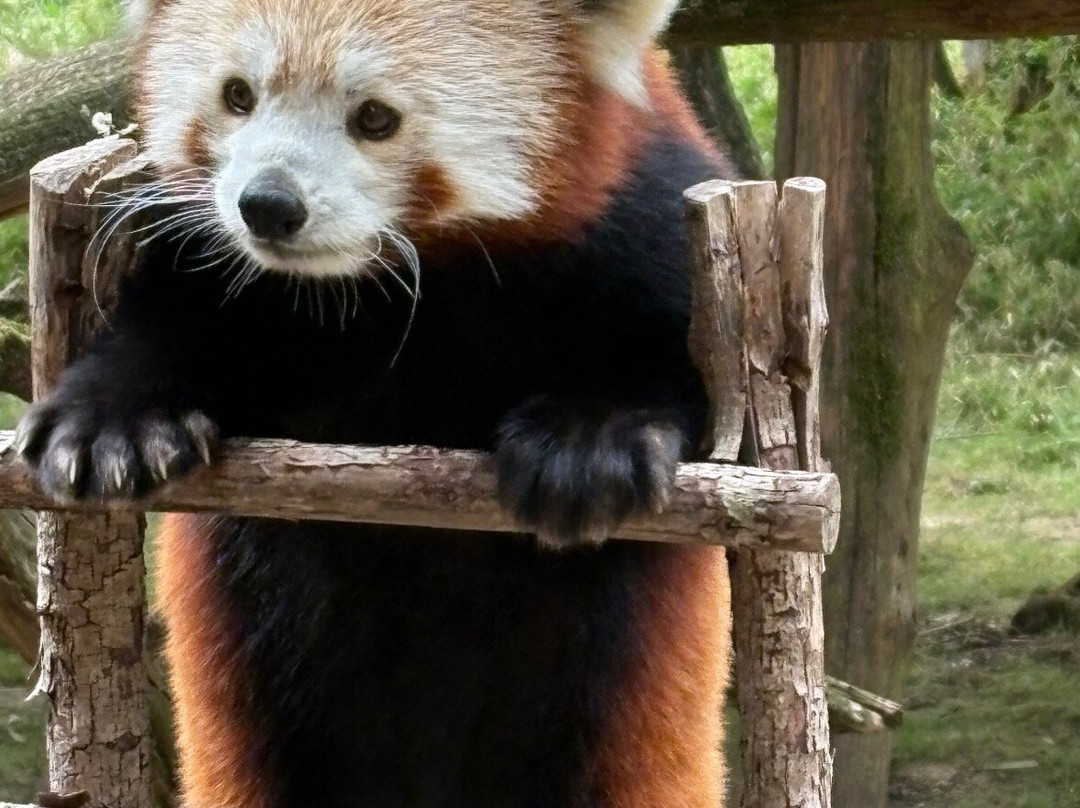 Zoo De Thoiry