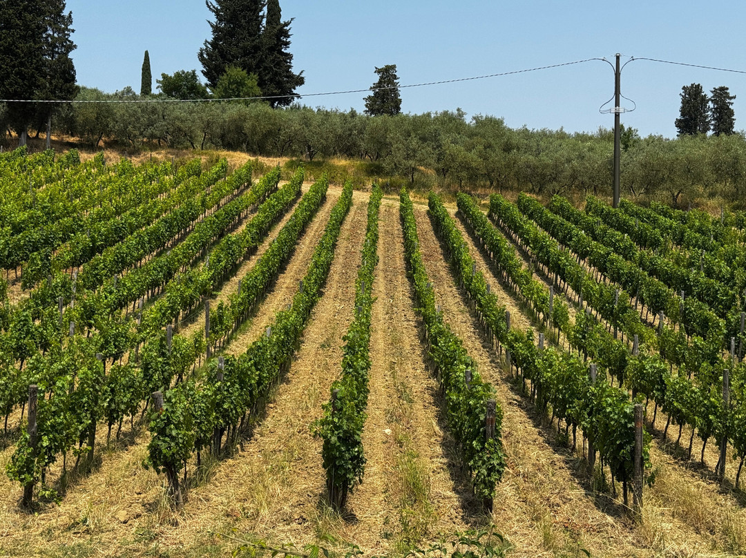 Fabrizio Pratesi Winery-Seano必去景点