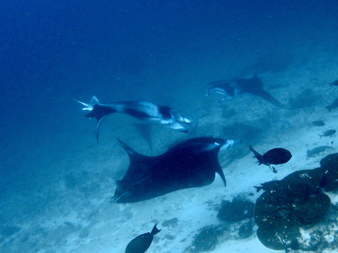 Aquaventure PADI 5 Star Dive Center-Maradhoo Island必去景点