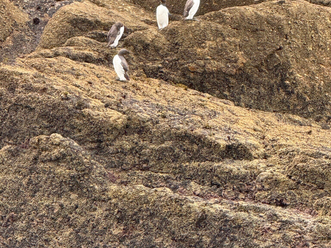 Coast Boat Trips in Cornwall-圣艾维斯必去景点