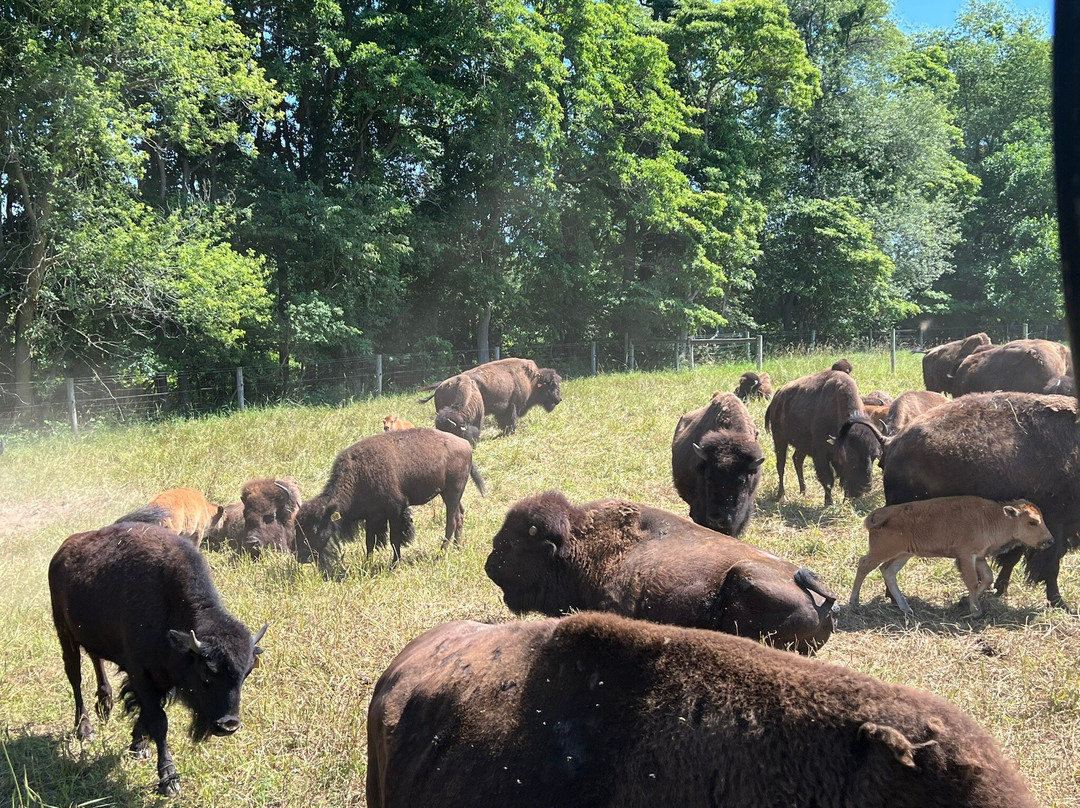 Cook's Bison Ranch-Wolcottville必去景点