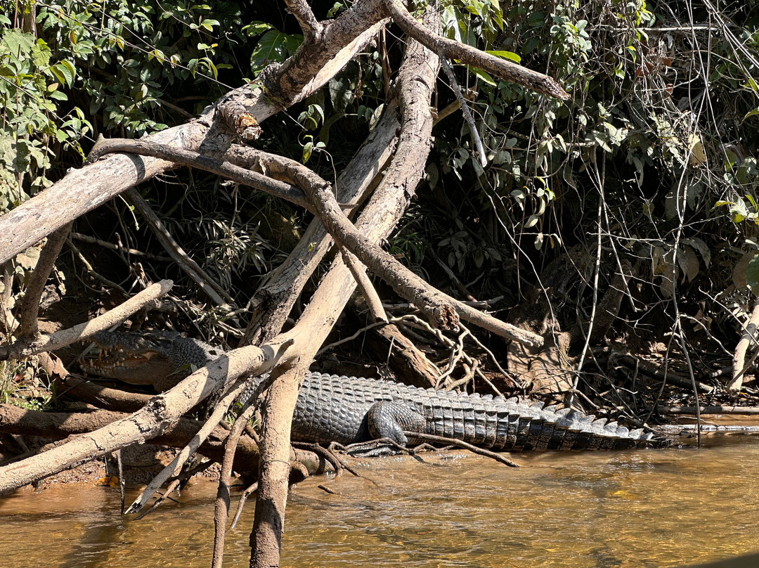 Daintree Crocodile Tours-Daintree必去景点
