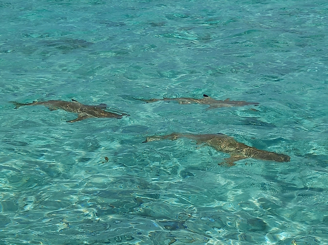 Bora Bora Onoku Services-瓦伊塔佩必去景点