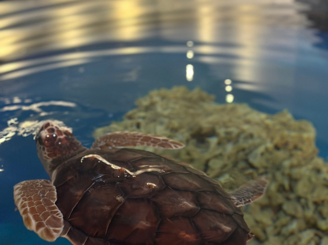 North Carolina Aquarium at Fort Fisher-Kure Beach必去景点