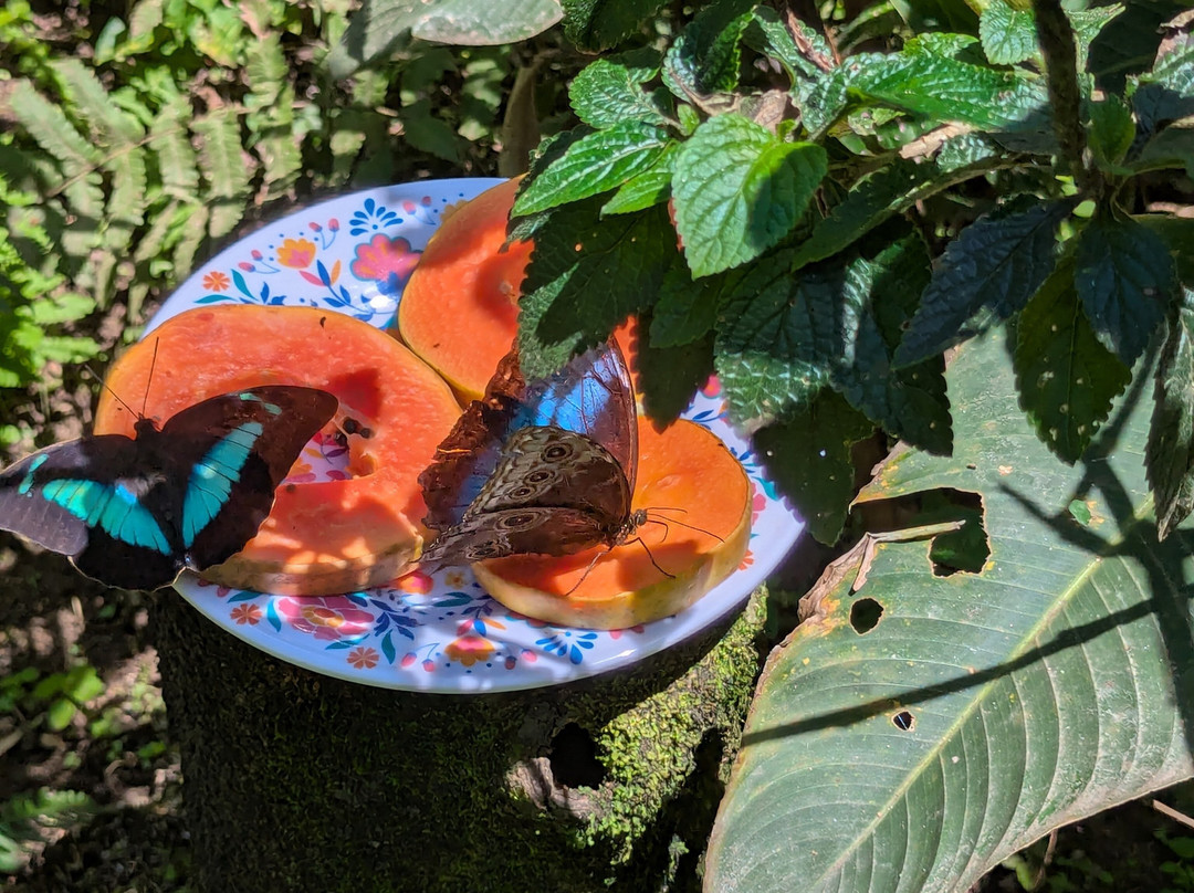 Butterfly Garden at Selvatura Park-蒙特沃德必去景点