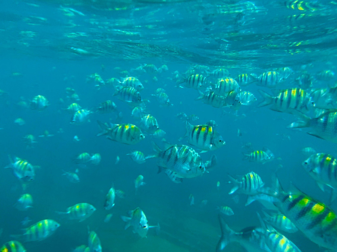 Captain Dwayne Barbados / Livity Cruises-巴巴多斯必去景点