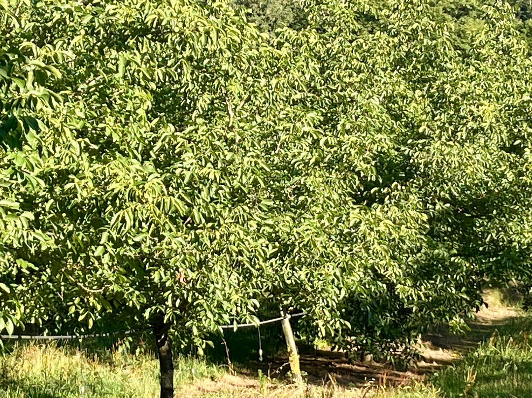Le Pigeonnier de Labrot主图