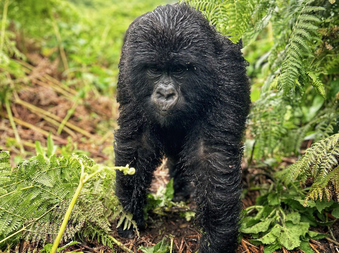 Judith Safaris-吉佳利必去景点