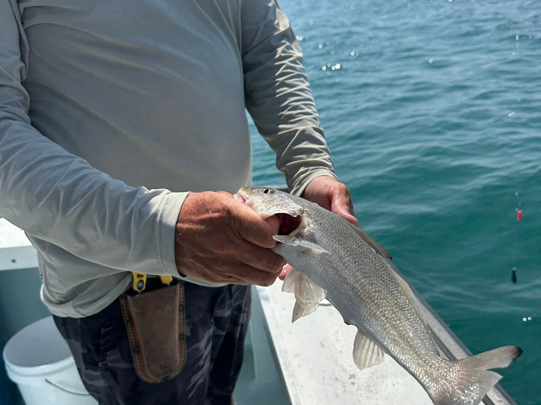 Canaveral Kings Sport Fishing Charters-卡纳维拉尔港必去景点