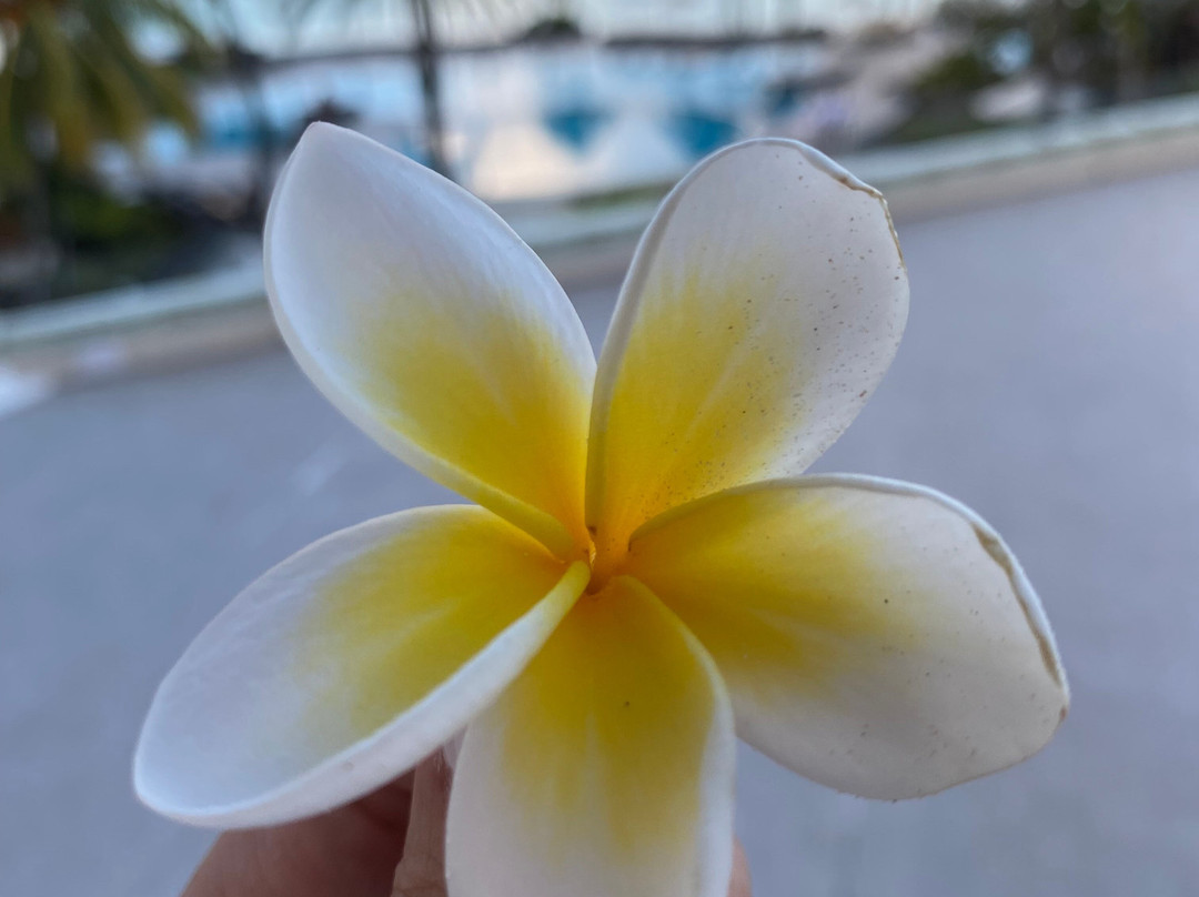 毛里求斯公馆主图