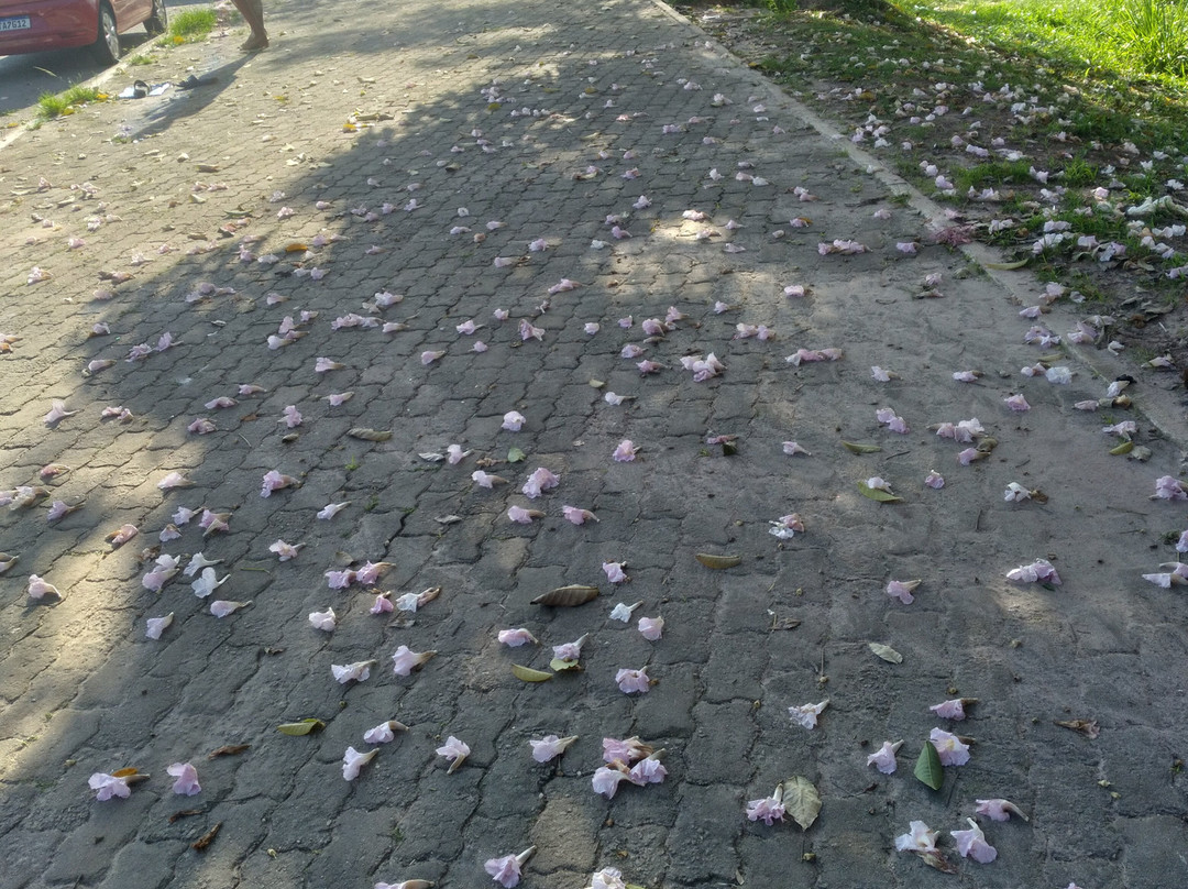 Portal da Amazonia-贝伦必去景点