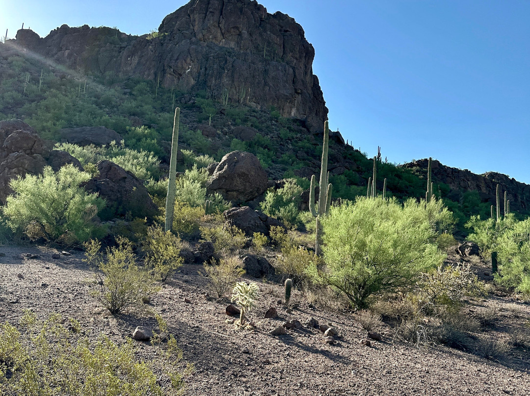 Tucson Mountain Stables-图森必去景点