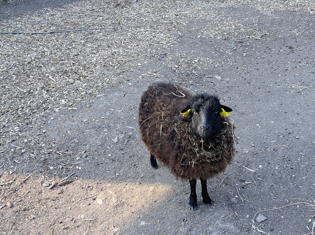 Zoopark Kaunas-考那斯必去景点