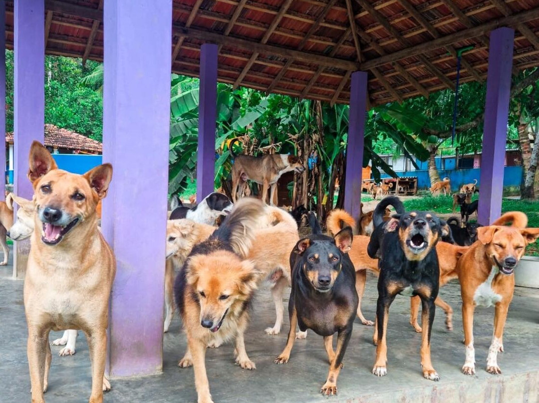 Animal SOS Sri Lanka-阿杭玛必去景点