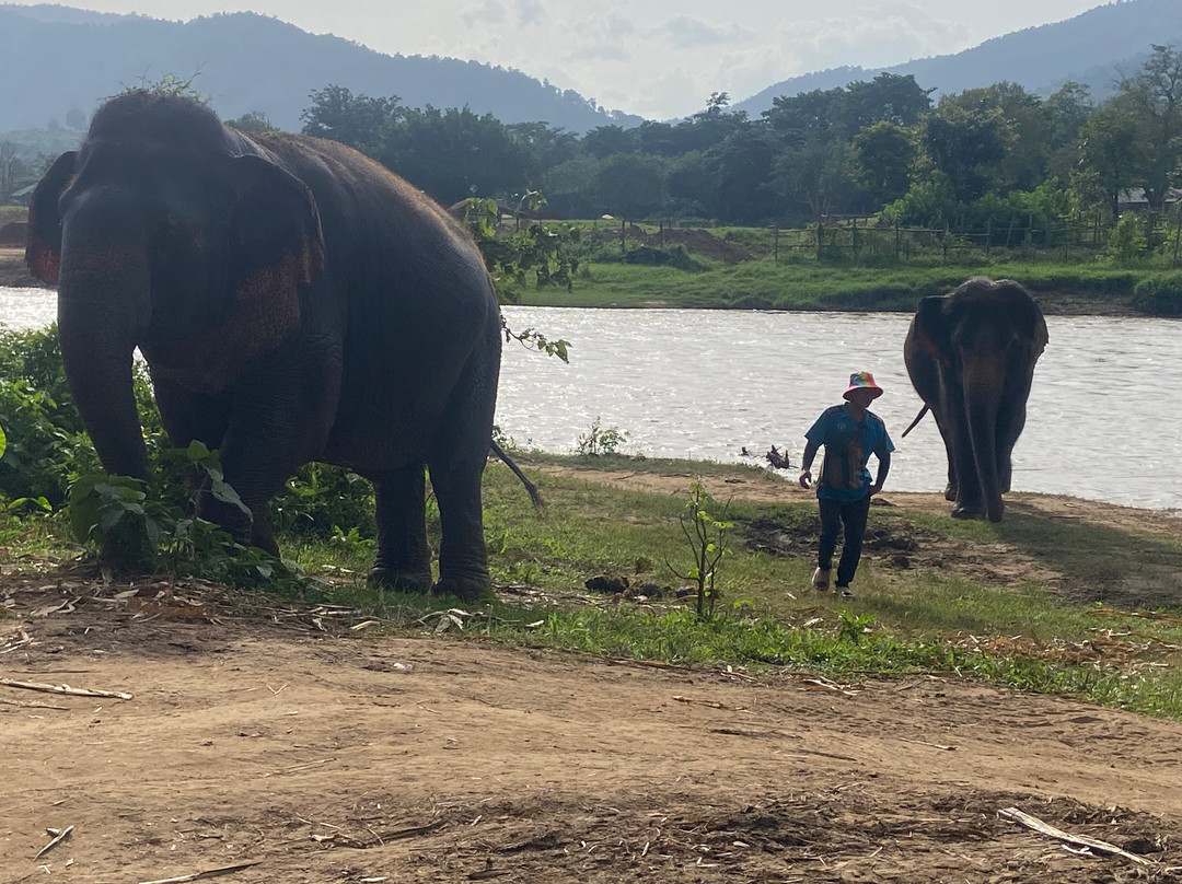 Happy Elephant Home-夜登必去景点