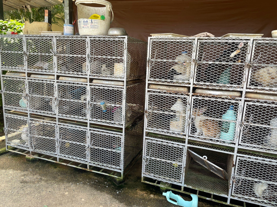 Rabbit Hole At Phuket