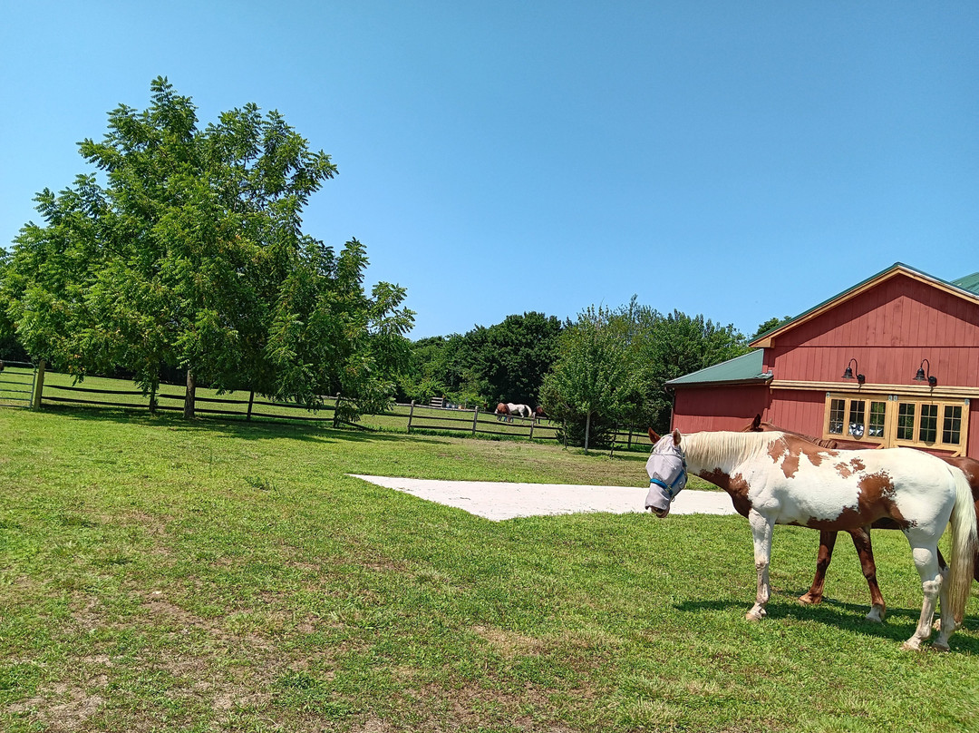 Spirit’s Promise Equine Rescue-Riverhead必去景点