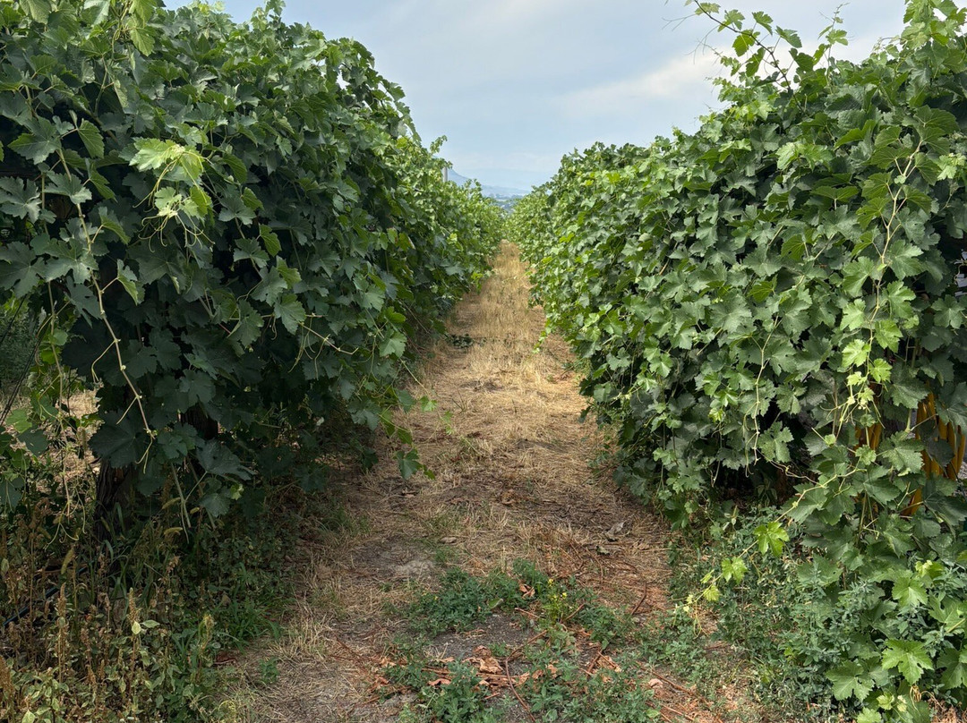 Pentâge Winery-彭蒂克顿必去景点