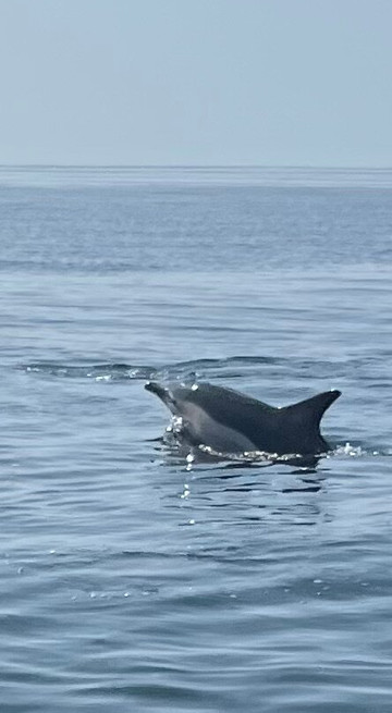 Cornwall Seafari-福伊必去景点