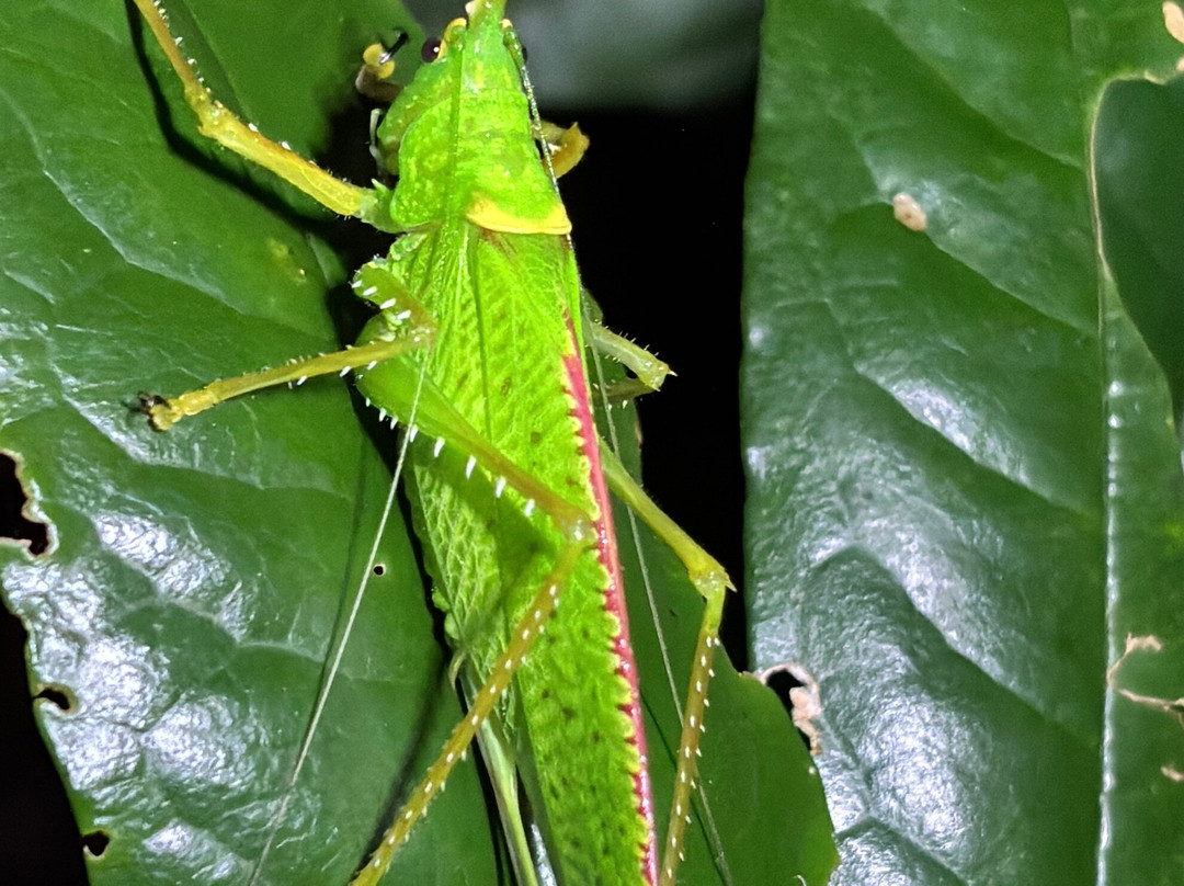 Frog's Paradise-Bijagua de Upala必去景点