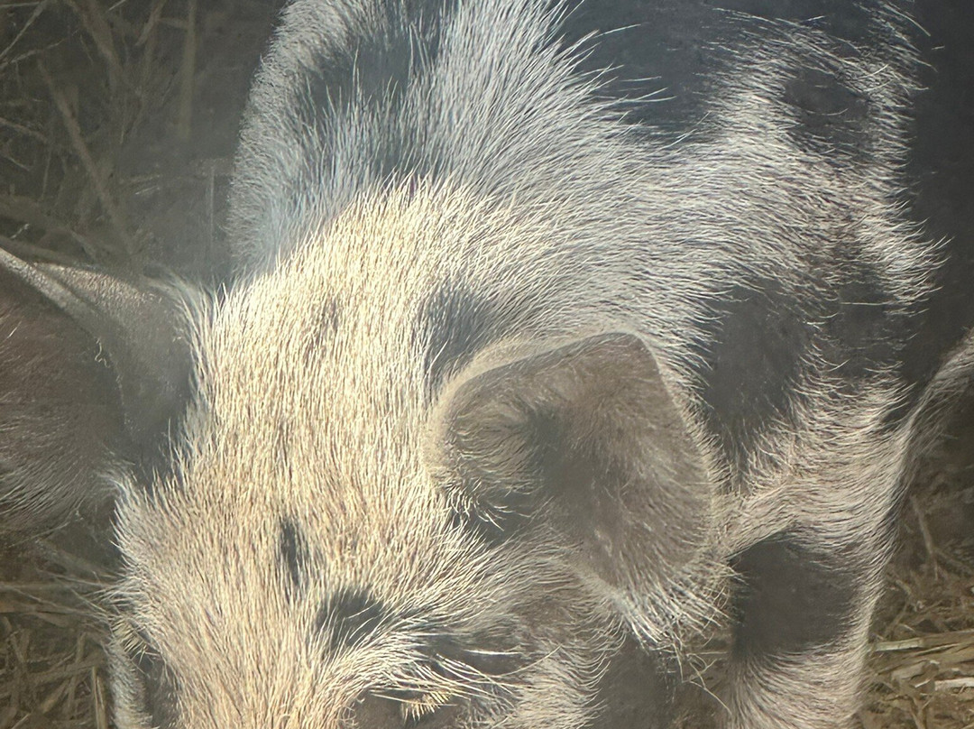 Polesworth Donkey Sanctuary-塔姆沃思必去景点