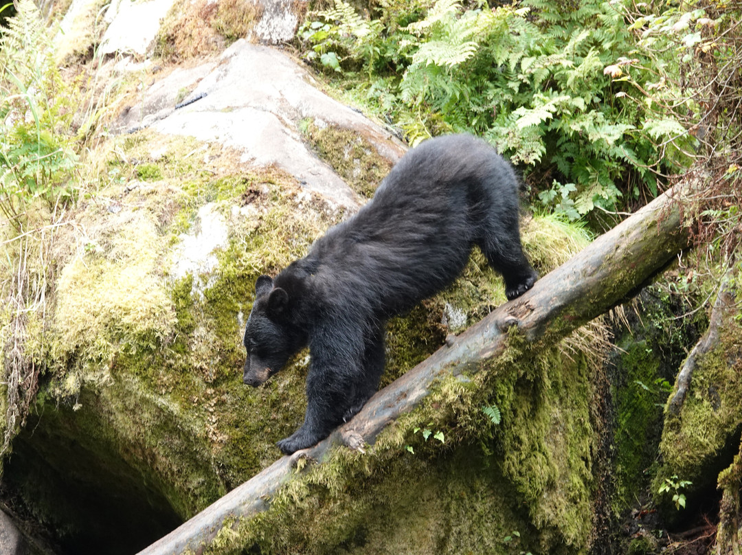 Anan Creek Bear Observatory-Wrangell必去景点