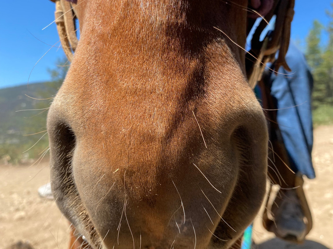 Mountain Horse Adventures-桑德波因特必去景点