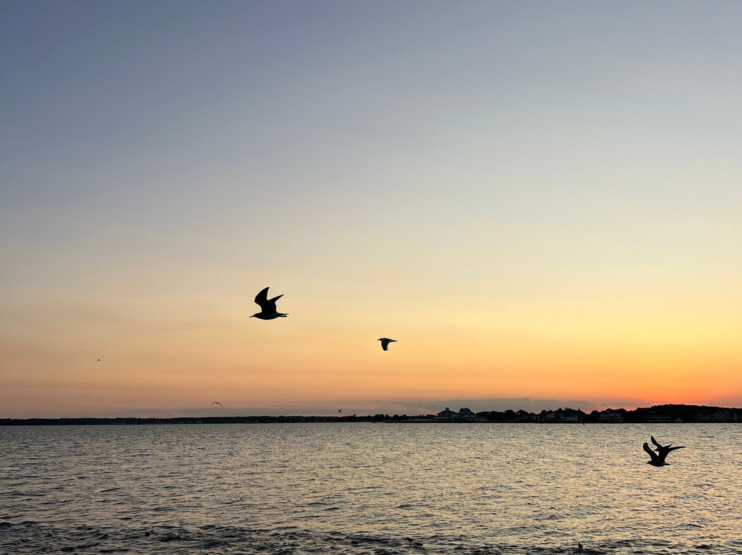 Sand Dollar Cruises-Dewey Beach必去景点