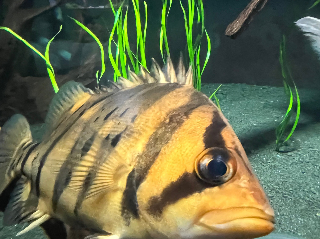 AQUATIS Aquarium Vivarium Lausanne-洛桑必去景点