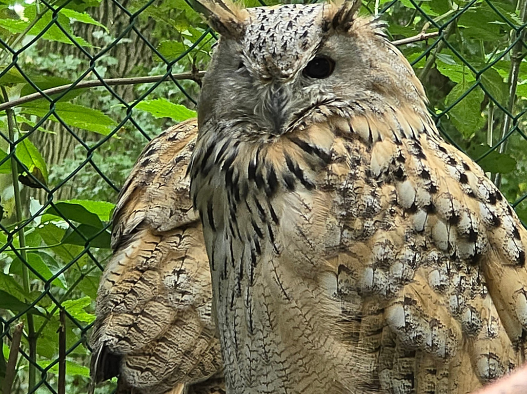 Uilen- en Dierenpark De Paay-Beesd必去景点