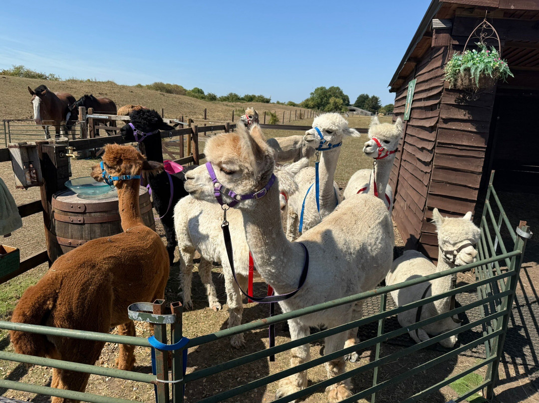 Alpaca & Unicorn Adventures