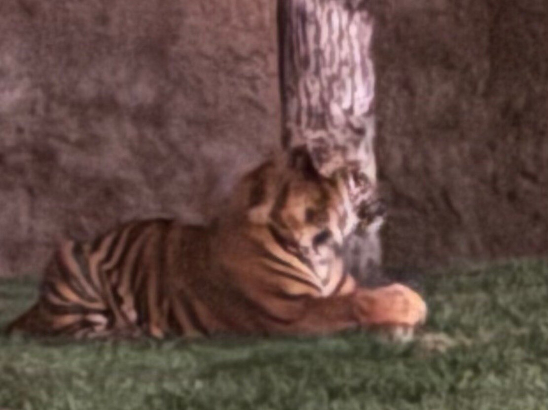 Bioparc Fuengirola-福恩吉罗拉必去景点