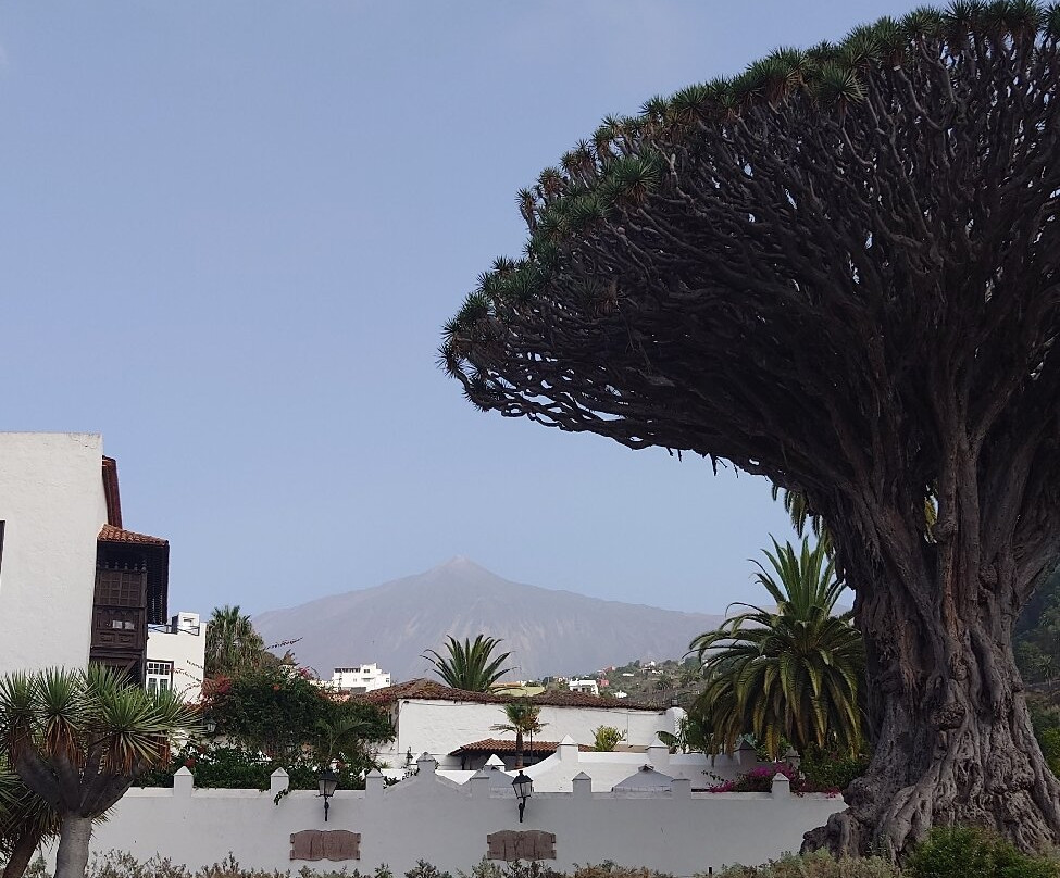 Parque del Drago-伊科德洛斯维诺斯必去景点