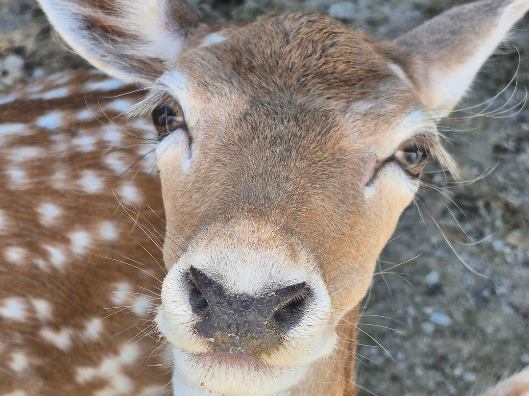 Texas Zoofari Park-Kaufman必去景点