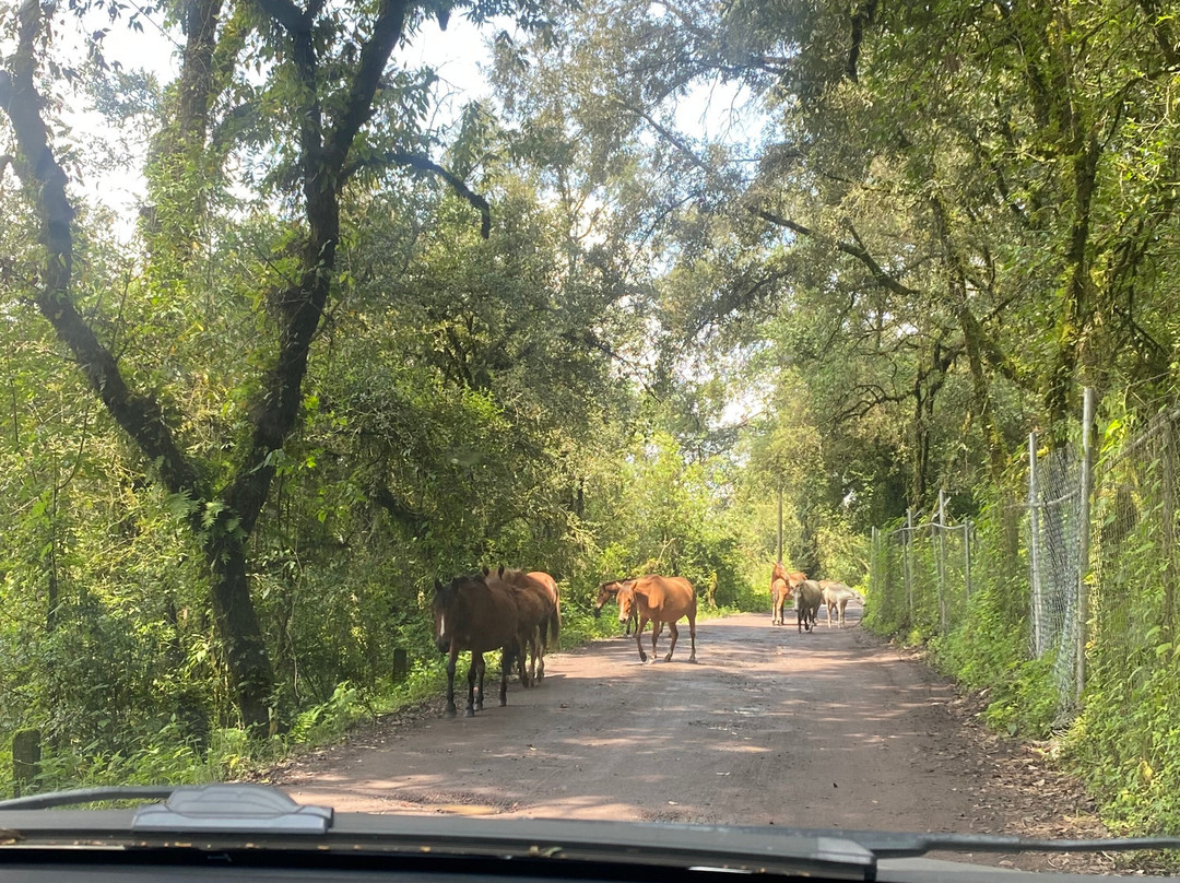 Cabanas El Estribo Hotel主图