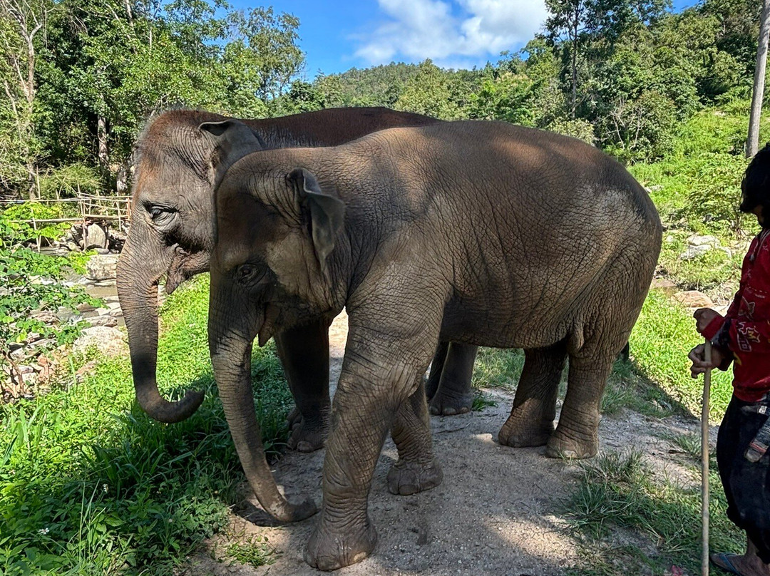 Mae Wang Elephant Camp-夜旺必去景点