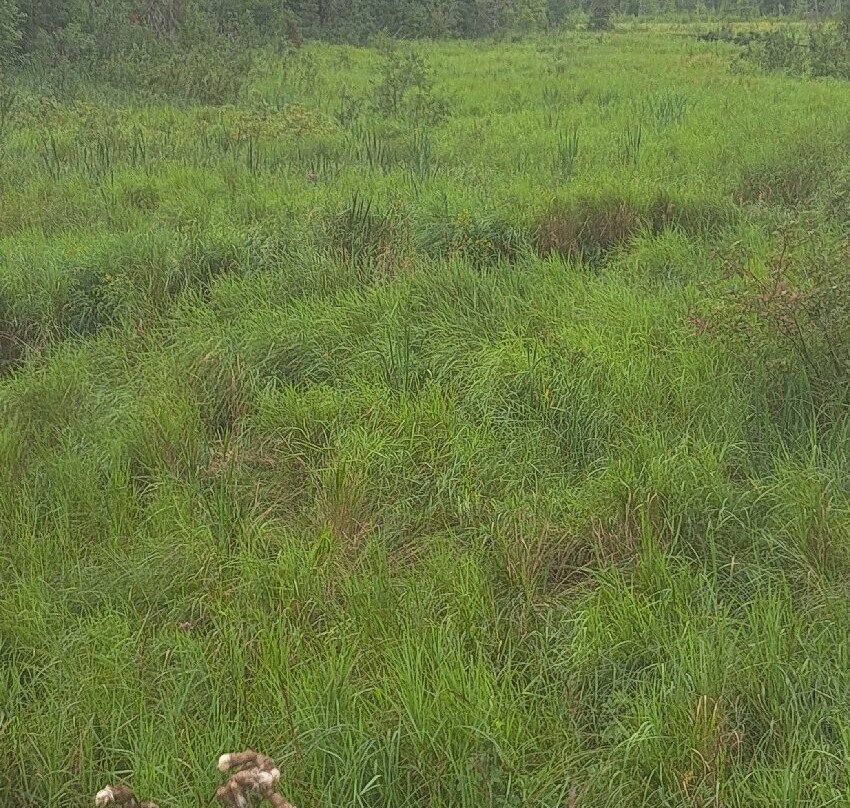 Wilderness Drive-Lake Itasca必去景点