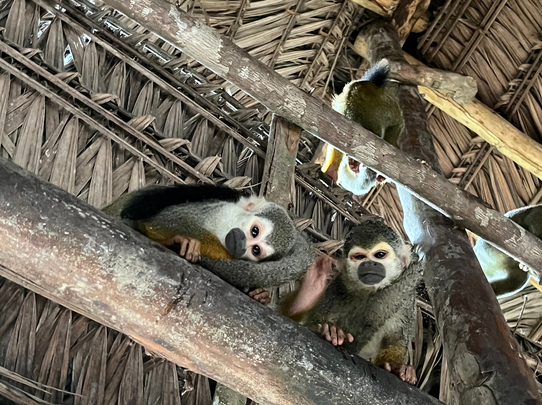 Amazon Tour-莱蒂西亚必去景点