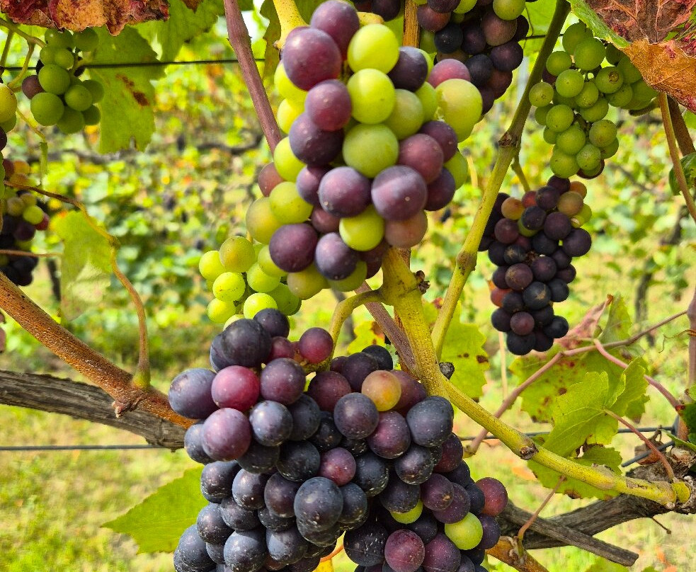 Nutbourne Vineyards-Nutbourne必去景点