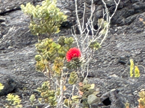 Discover Paradise Adventures-希洛必去景点