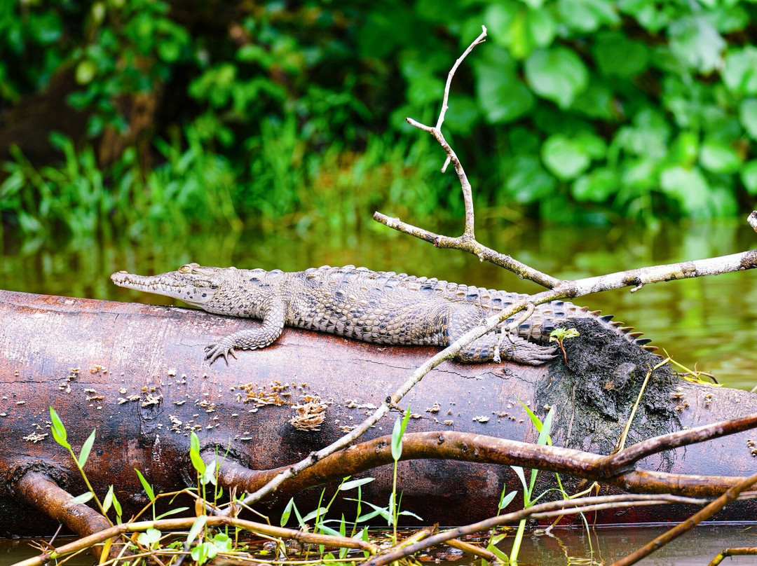 Alejandro Chaves Viquez Tour Guide-圣何塞必去景点
