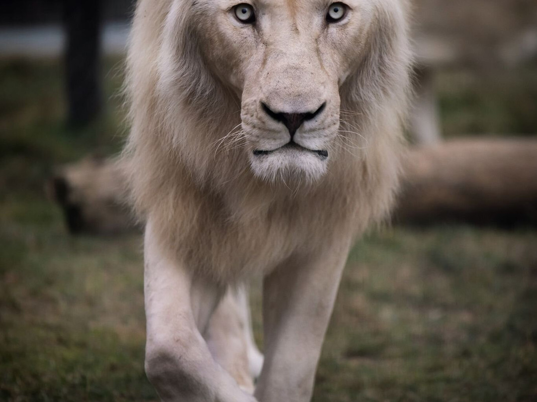Desert Day at the Jack Joseph and Morton Mandel Zoo-贝尔谢巴必去景点